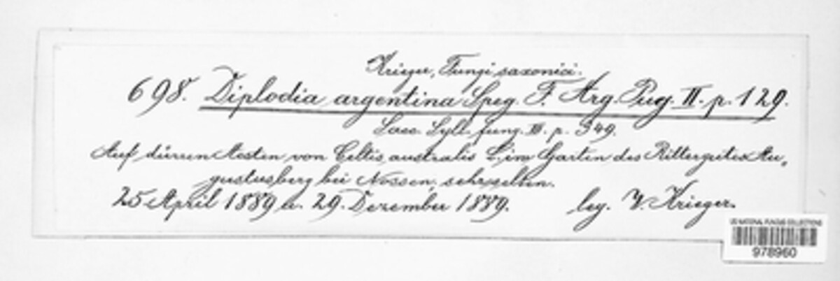 Diplodia argentina image